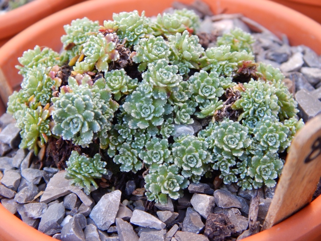 Saxifraga Paniculata, Minutifolia