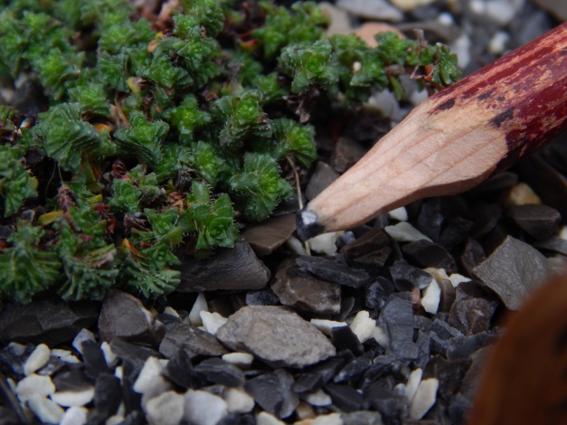 Saxifraga Oppositifolia, Theoden