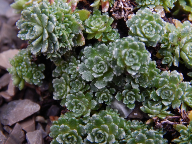 Saxifraga Paniculata, Minutifolia
